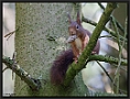 Eekhoorn, Red Squirrel, Sciurus vulgaris Location: Wierden, the Netherlands eekhoorn 7D 1312 kopie